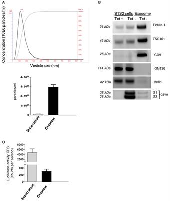 Investigation of Endocytic Pathways for the Internalization of Exosome-Associated Oligomeric Alpha-Synuclein